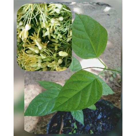sabsabidukong|Bagbagkong Sabsabidukong dukep pusapusa seedling in agri bag.